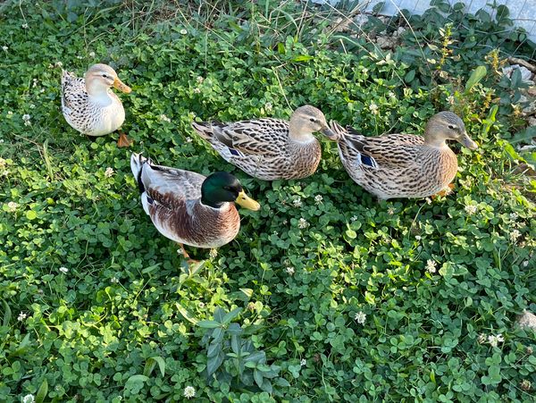 Four ducks standing on green clover near a fence.