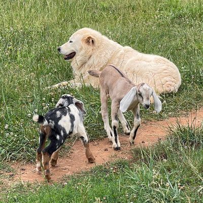A large white dog lying on grass with two baby goats walking nearby on a dirt path.