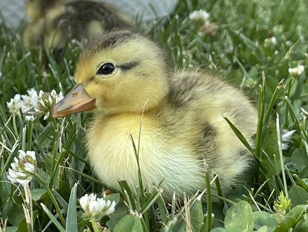 Close-up of a fluffy duckling resting in green grass with white clover flowers.