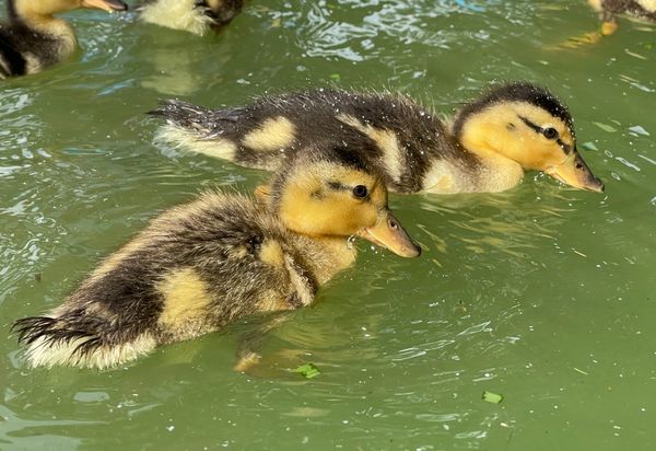 Two adorable ducklings swimming in green water.