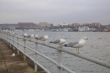 Hains Point, DC 2010 IV Print Reproduction