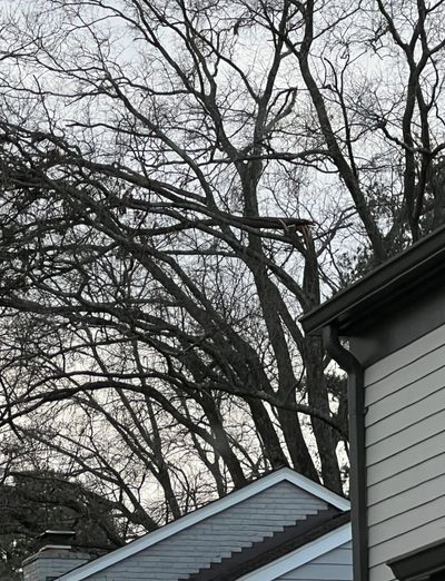 Wind loaded limb failure on mature willow oak canopy over residential structure in Fort Hunt Alexand