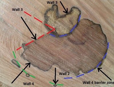CODIT model showing how trees compartmentalize decay with four walls as described by Dr. Alex Shigo