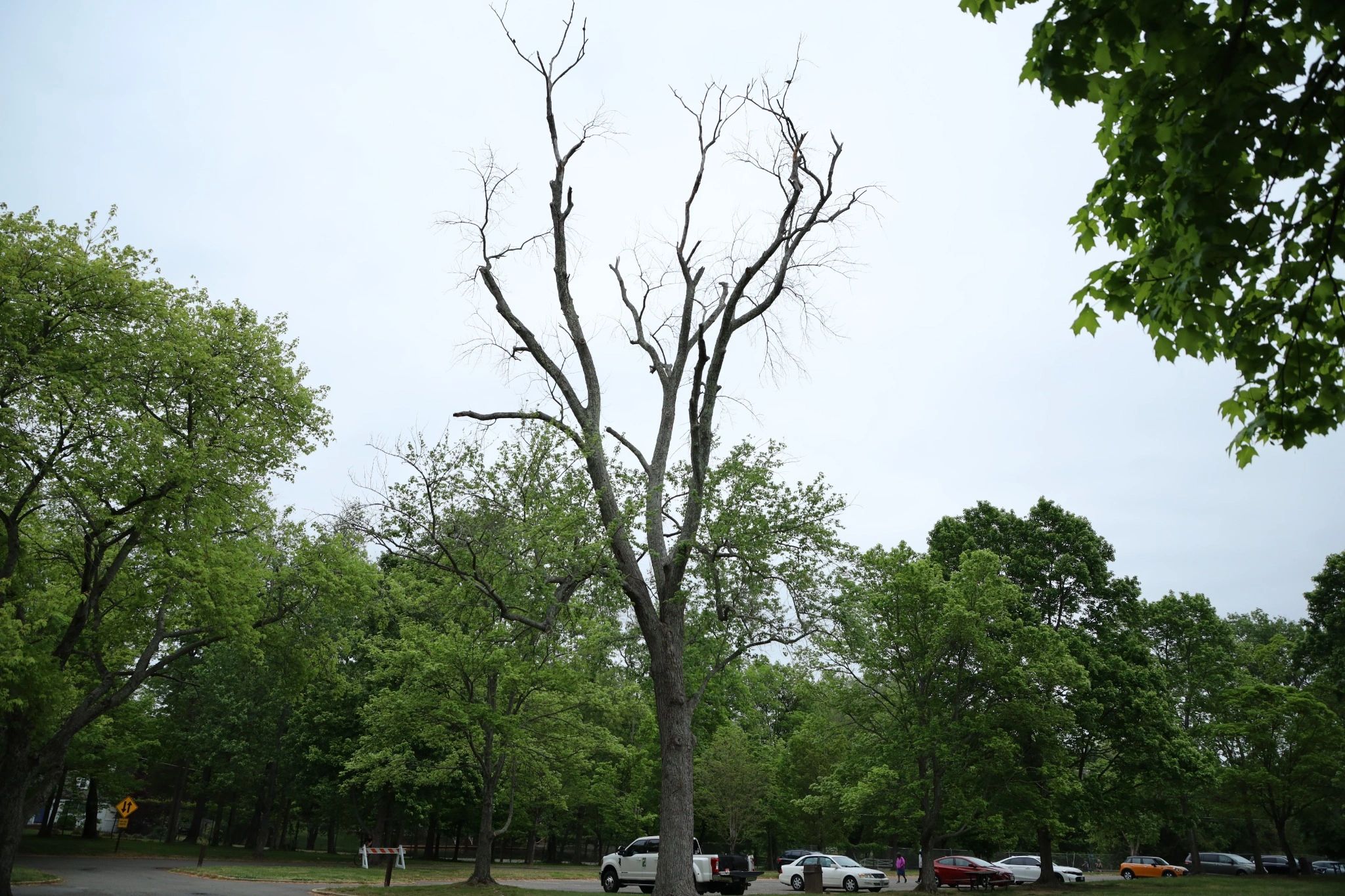 Decayed Maple Tree Declining Maple Tree with Crown Dieback and Basal Decay
