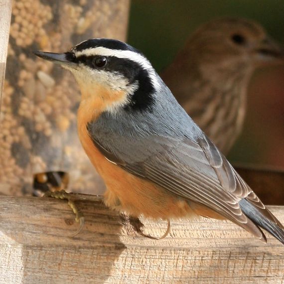 -Photo of a Red-breasted Nuthatch by Kathy Munsel, Oregon Department of Fish and Wildlife