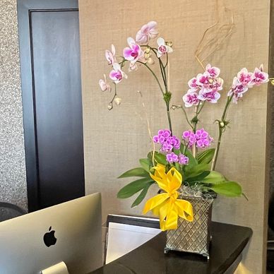 An orchid arrangement with white and pink colored blooms with a yellow bow on a reception desk