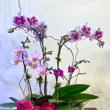 Orchid arrangement with pink and purple flowers, in a white pot, with a pink bow