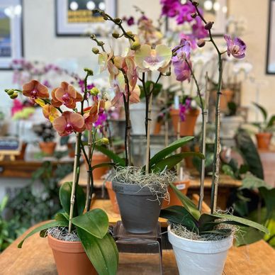 Single phalaenopsis plants in varying colors in terracotta, gray, and white marble pots