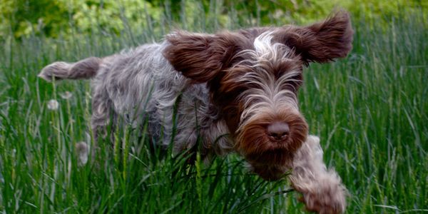 Bowie, a wire hair pointing griffon puppy, bounds through some tall glass