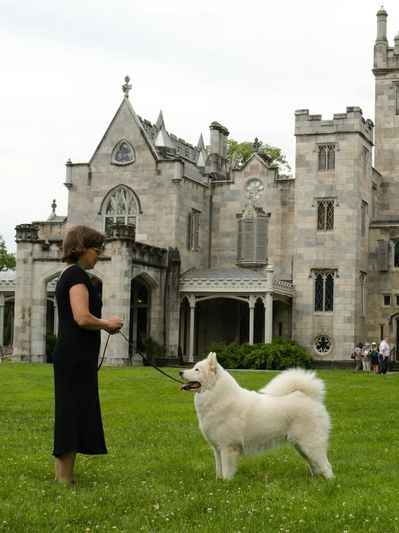 Sue free-stacks Clever, the white samoyed, in an open grassy field in front of a stone castle.