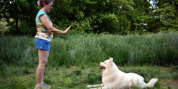 Sue holds her hand out in the "stay" gesture while Clever the Samoyed holds a down stay