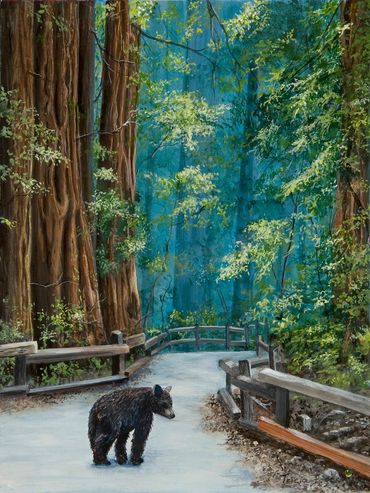 Muir woods in California with a bear walking down the trail with redwoods around him