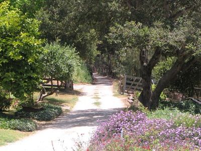 a road with trees and bushes along the sides