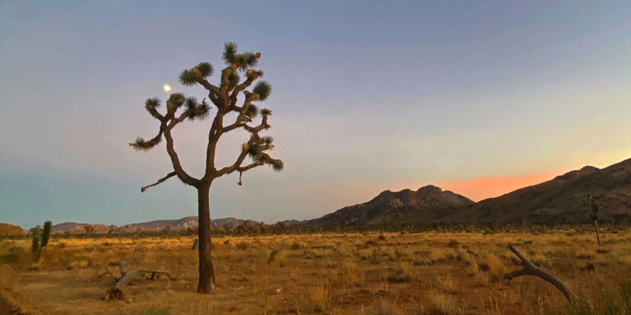 The moon behind a Joshua Tree in Joshua Tree National Park.