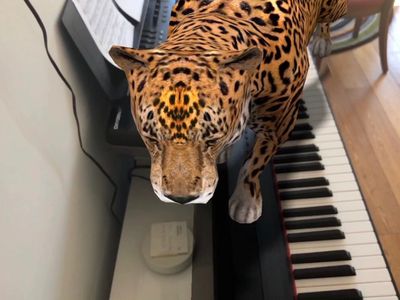 Asis in Mike's studio walking on one of his pianos!