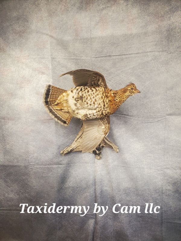 Grouse Taxidermy 