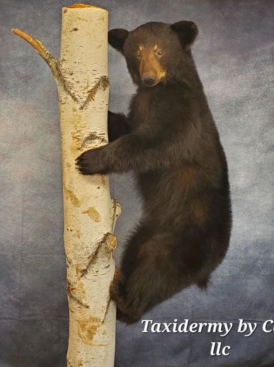 Black Bear taxidermy 