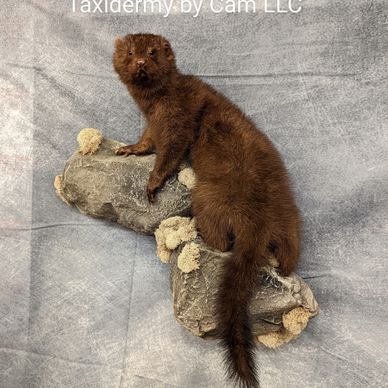 Mink Taxidermy 