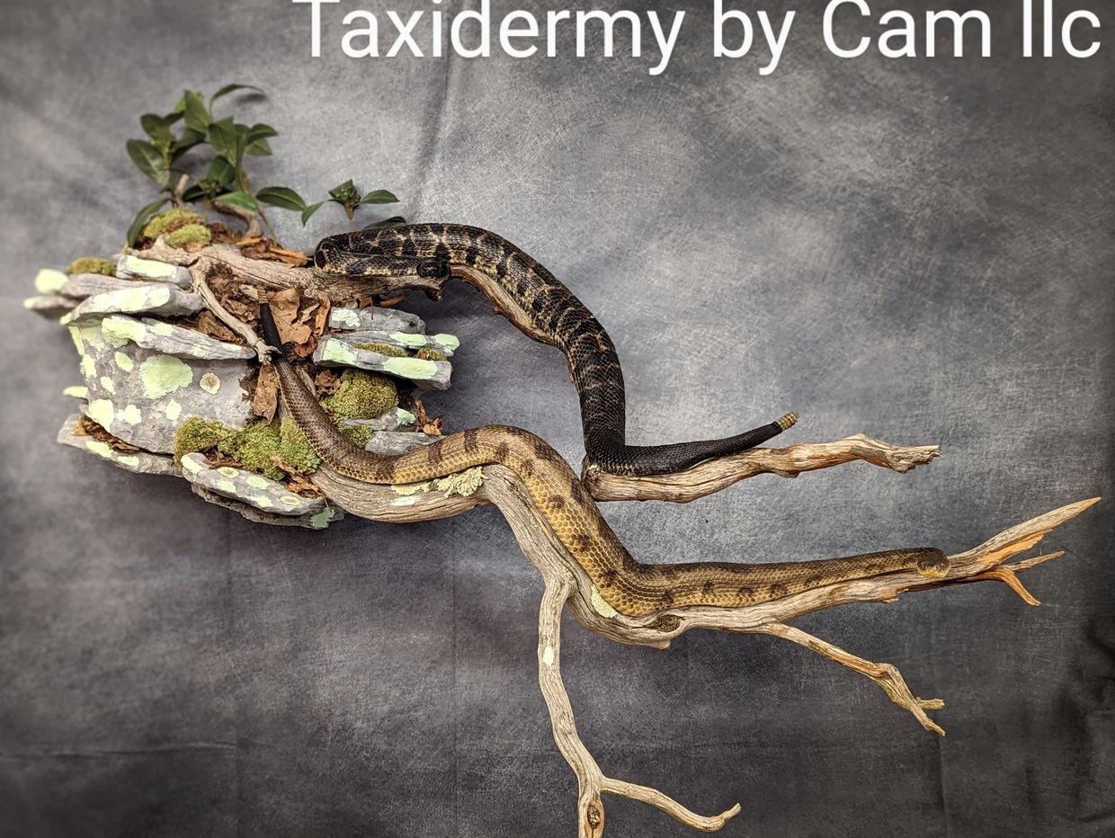 Timber Rattlesnake taxidermy 