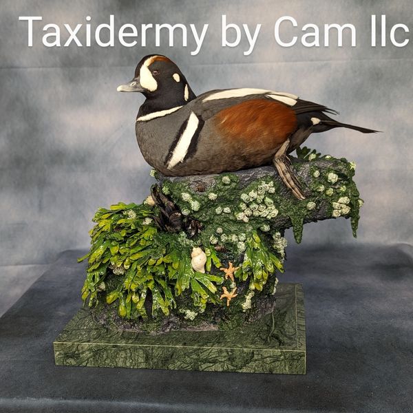 Harlequin duck Taxidermy 