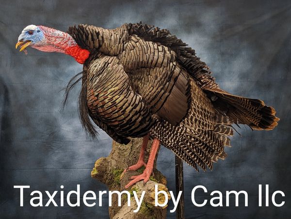 Turkey taxidermy 