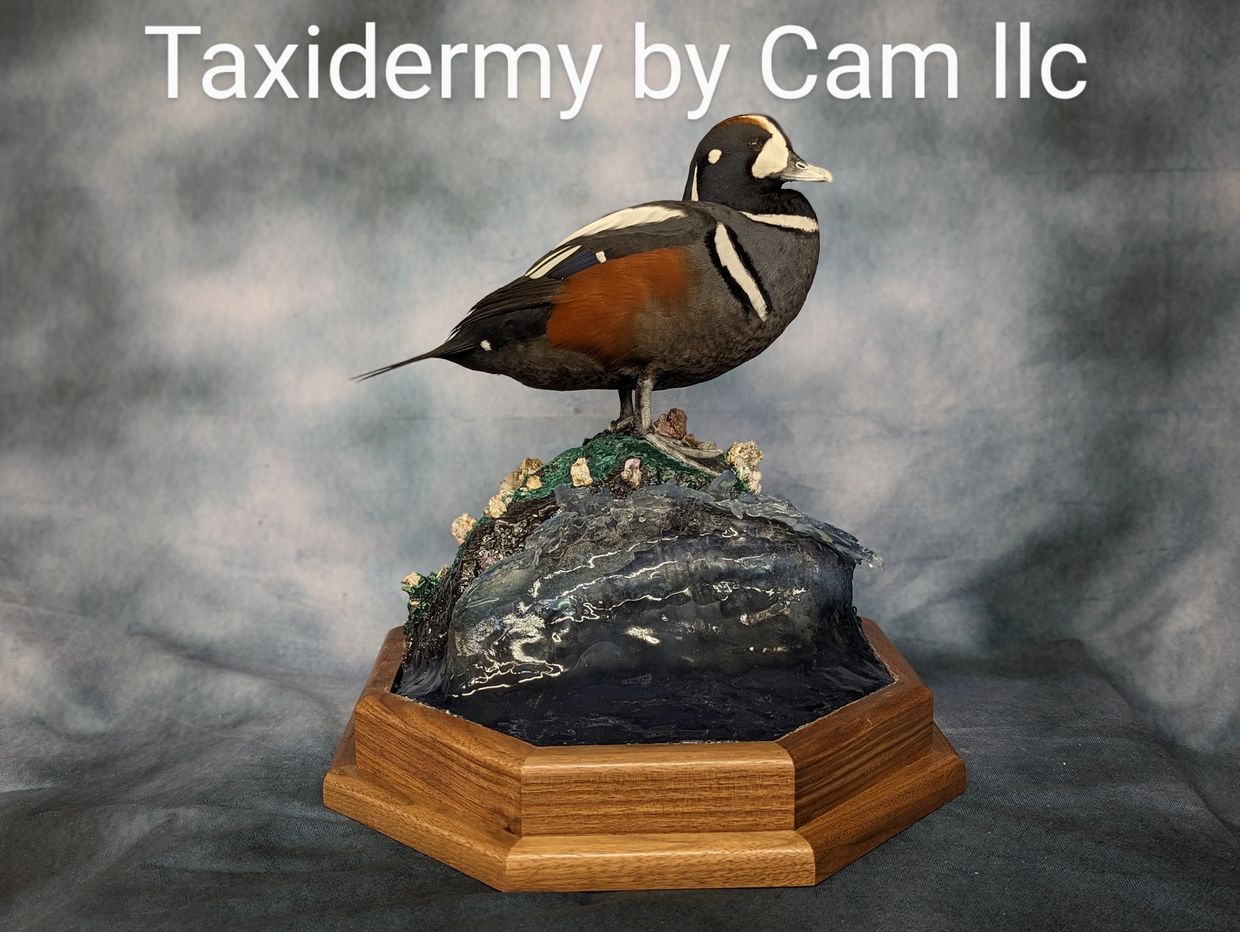 Harlequin duck taxidermy 