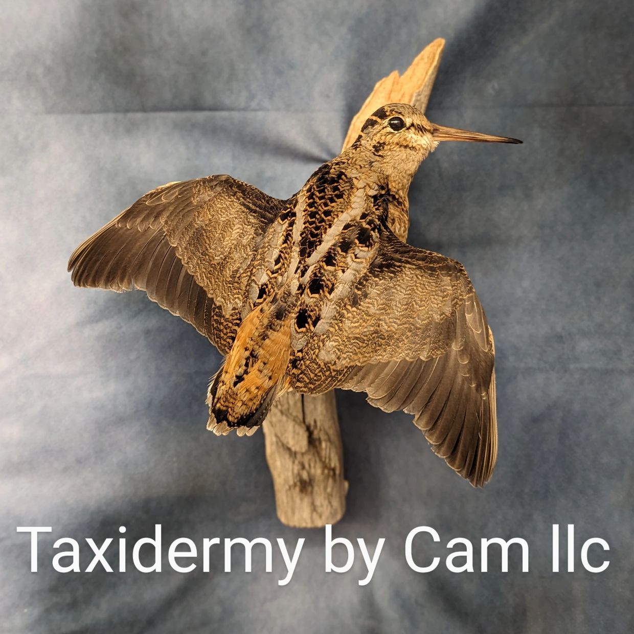 Woodcock taxidermy