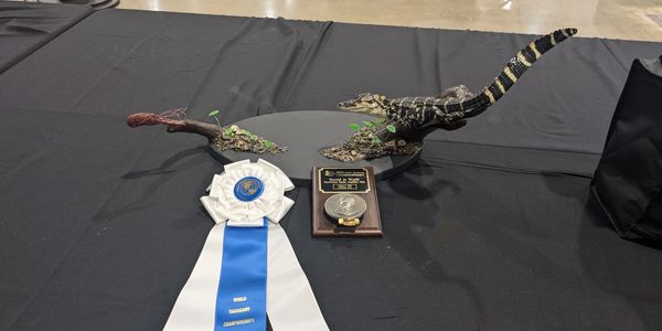 Reproduction alligator taxidermy 