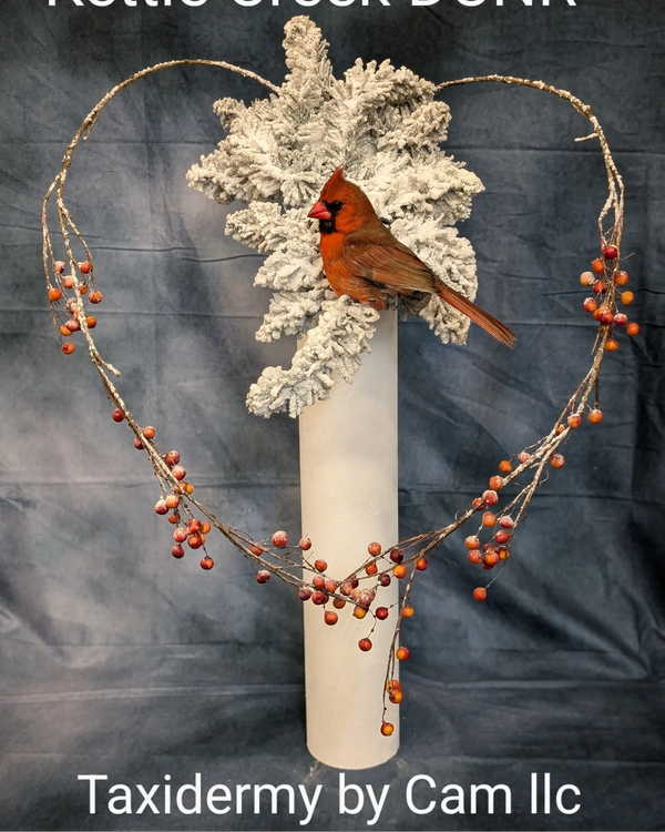 Cardinal Taxidermy 