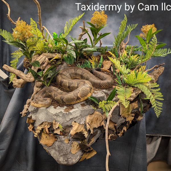 Timber rattlesnake Taxidermy 