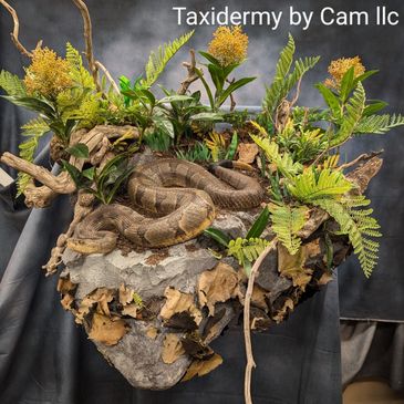 Timber rattlesnake taxidermy 
