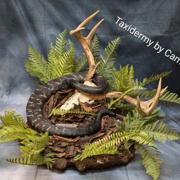 Timber rattlesnake taxidermy 