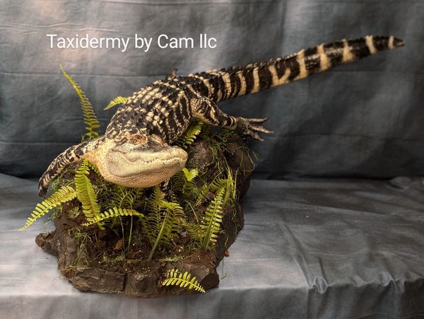 Alligator taxidermy