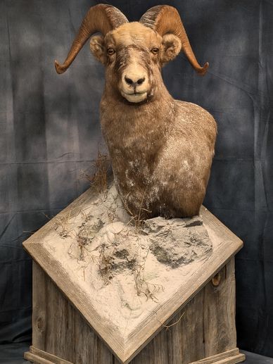 Yakutia Snow Sheep Taxidermy