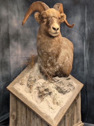 Yakutia Snow Sheep taxidermy