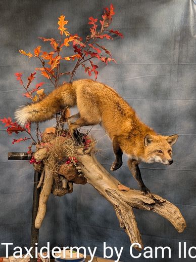 Red fox Taxidermy 