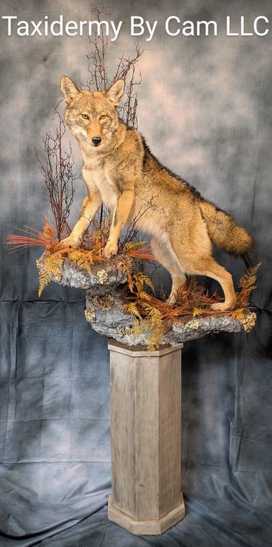 Coyote Taxidermy 