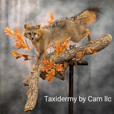 Grey fox Taxidermy 
