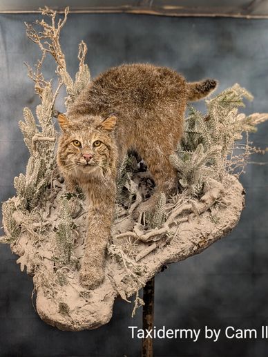 Bobcat taxidermy