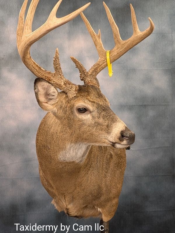 Deer shoulder mount taxidermy 