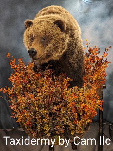 Brown bear Taxidermy 