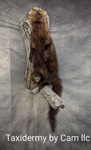 Fisher Taxidermy 