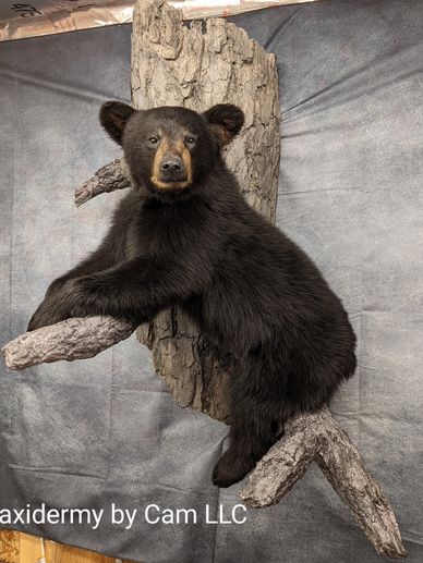 Black Bear Taxidermy 