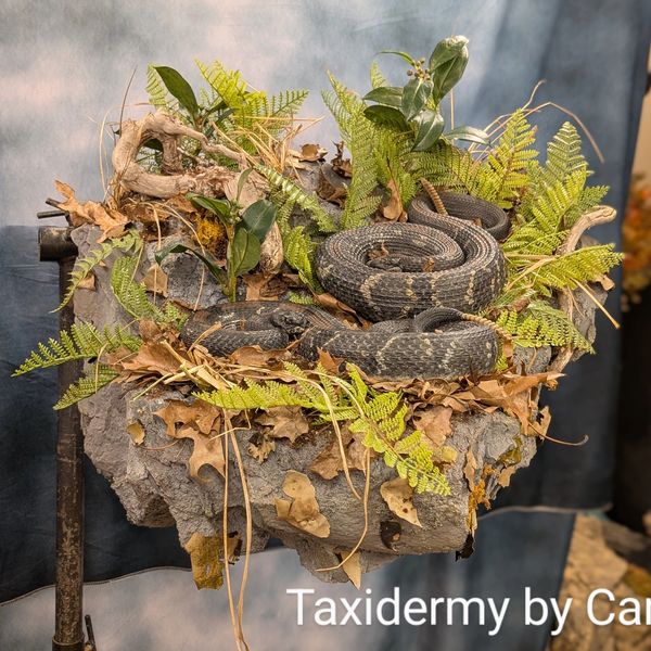 Timber rattlesnake reproduction 