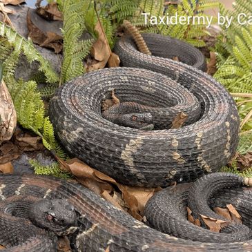 Timber rattlesnake taxidermy 