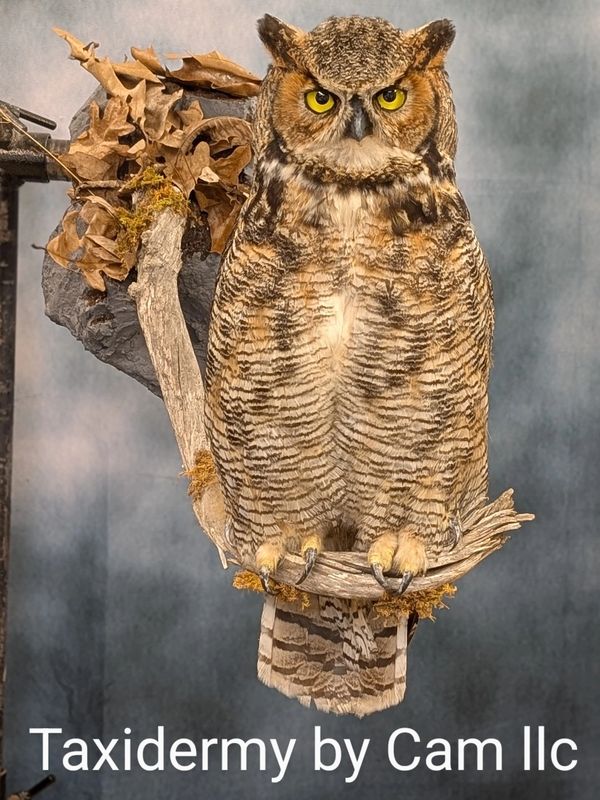 Owl taxidermy 