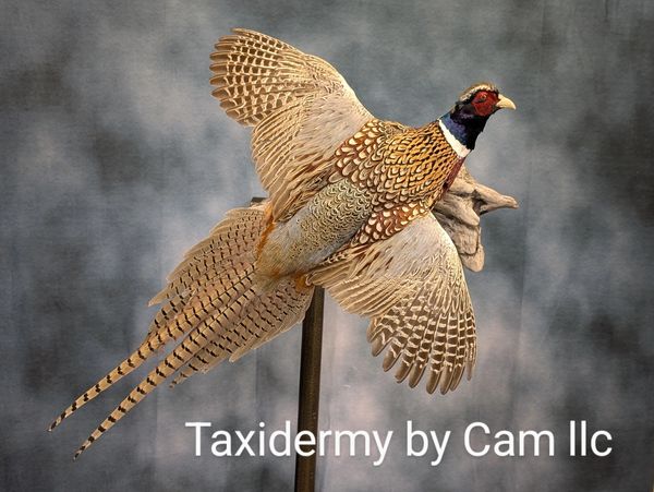 Pheasant taxidermy
