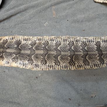 Rattlesnake leather tanning 