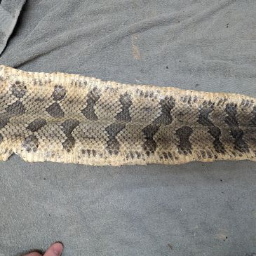 Rattlesnake tanning of leather. 