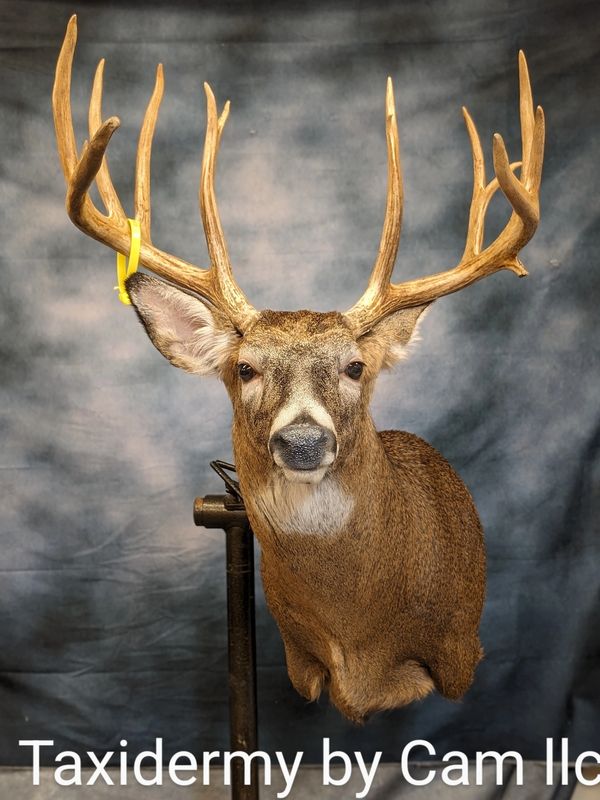 Deer taxidermy 